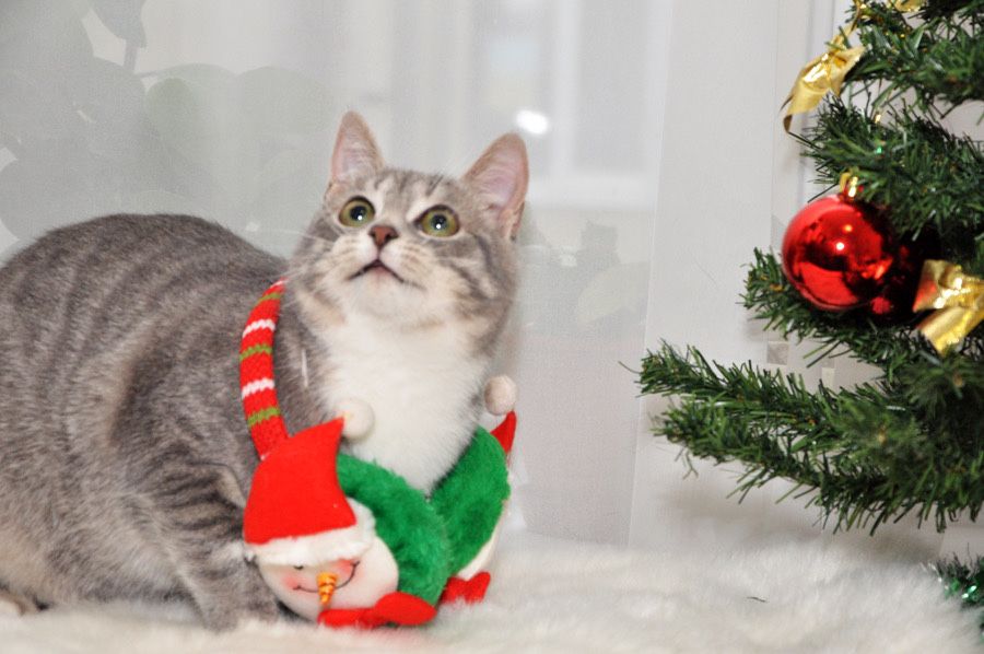 красуня - дівчинка Намистинка