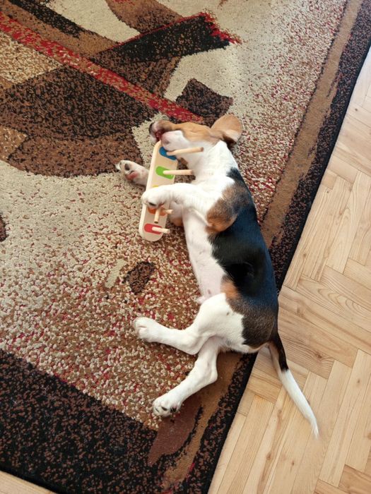 Beagle Piesek Szczeniak