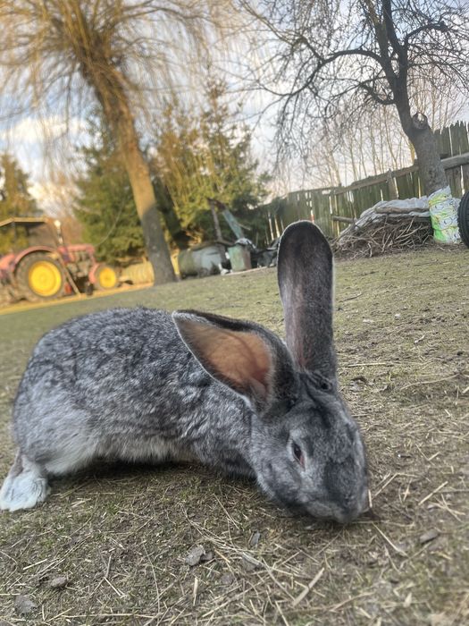 Króliki smace i samice