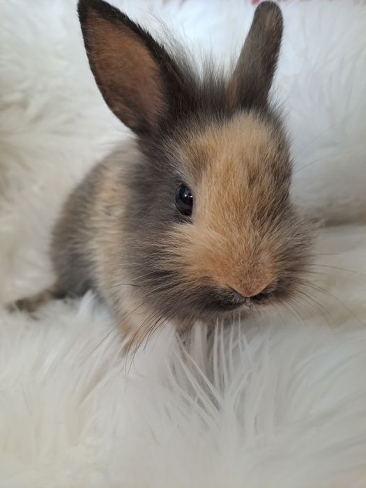 Karzełek Teddy Karzełek krótkowłosy Rex