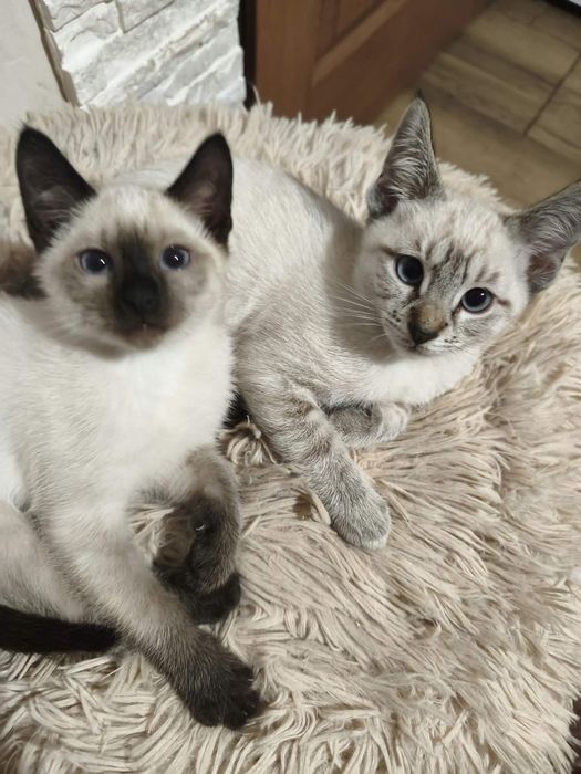 Kotka syjamskia Choco point/ tabby seal point