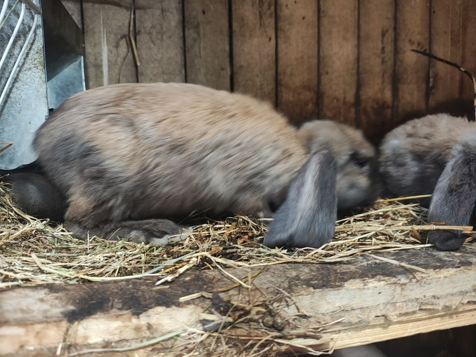 Sprzedamkróliki  samce i samiczki barany francuskie