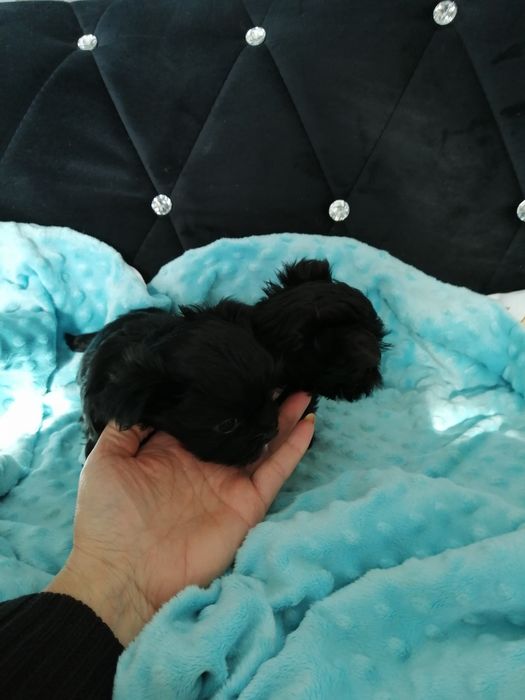 MORKIE Czarny Maltańczyk  rodowód