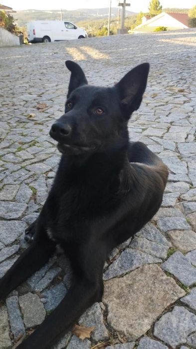 Menino para adopção responsável