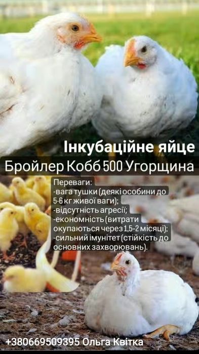 Бройлер Кобб500 Росс308 Росс708