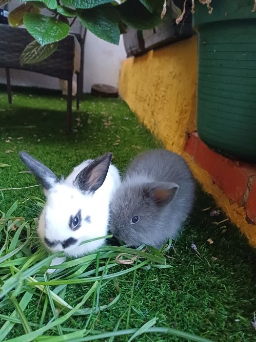Coelhos anões - flhos de mãe holland lop (orelhas caídas)e pai juba de leão