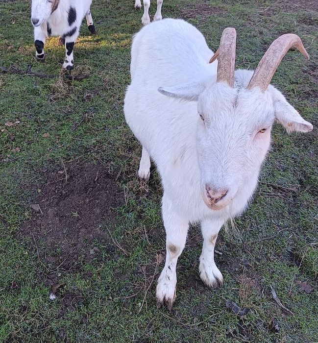 Koza zmieni zagrodę