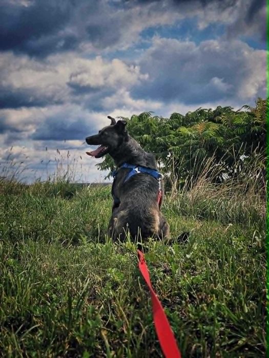 Piękny Bufet do adopcji