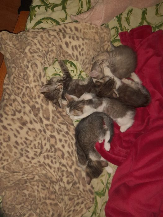 Віддам кошенят 2,5 місяців 5 кошенят