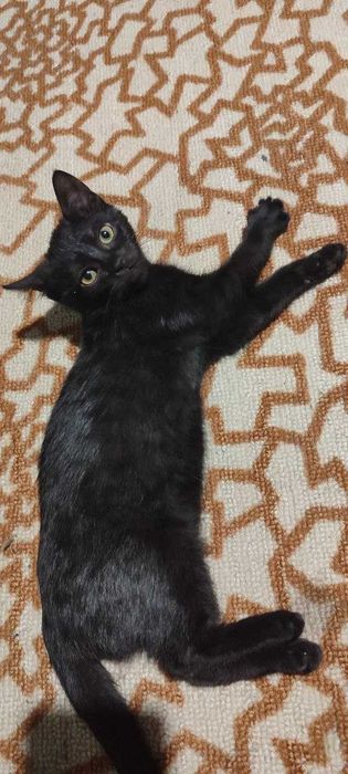 Отдам в добрые руки