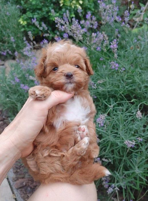 Найсолодша маленька дизайн-паняночка red caramel&white PomaPoo з Києва