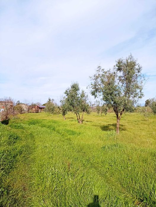 Quinta de 10 Hectares de Olival