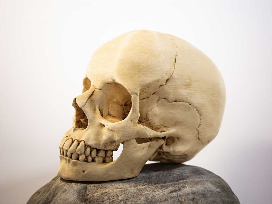 Crânio humano tamanho real -Impresso em 3D e pintado à mão - Halloween