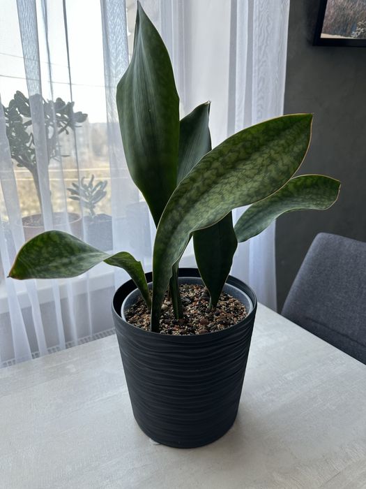 Масоніана Вікторія, сансеверія, сансевієрія, sansevieria