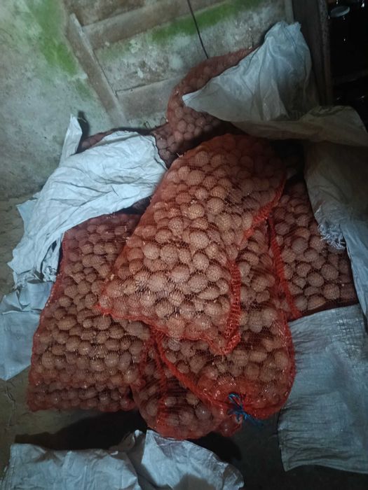 Ziemniaki do sadzenia odmiana denar