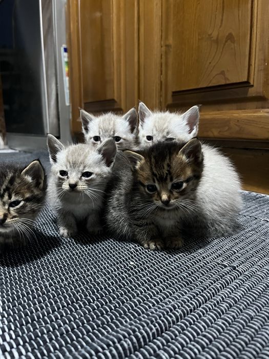 Todos Reservados - Gatinhos bebes, ninhada machos