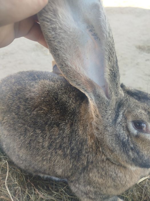 Młode samice olbrzyma belgijskiego