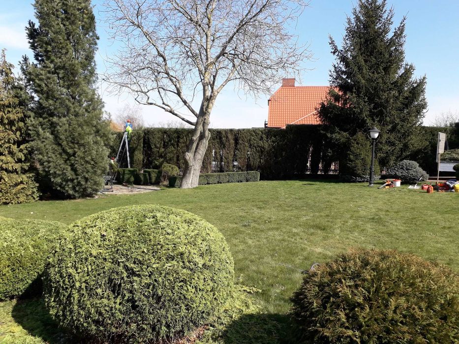 cięcie żywopłotów Formowanie krzewów ozdobnych pielęgnacja ogrodu