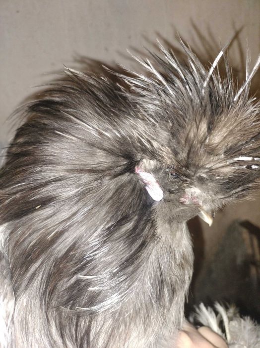 Sprzedam koguty silki