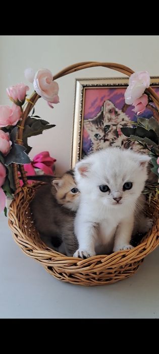 Кошенята, найкращий вибір! Британські котята, срібна та золота шиншила!