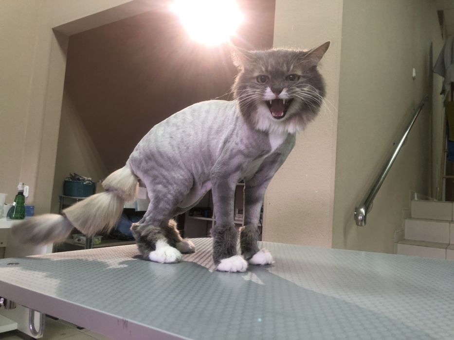 Груминг(стрижка, купание) собак и кошек Дарницкий район, Левобережная.