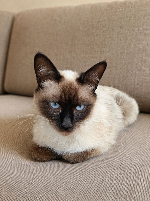 Кошенята сіамські