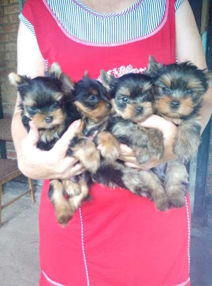 Йоркширський тер’єр: краса, грація, вірність в одному малюку