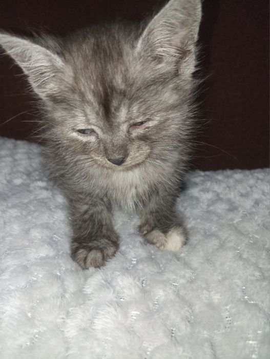 Кошенята шукають дім — безкоштовно