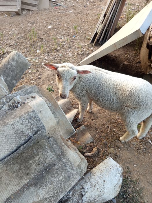 Animais de quinta