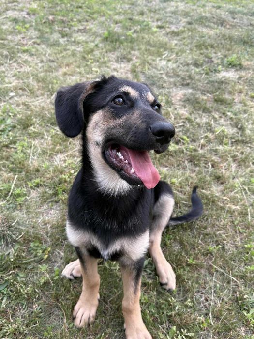 Czuła, delikatna, przyjacielska Molly jeszcze szczeniak