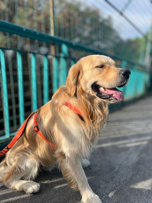 Passeio com cães na Rinchoa