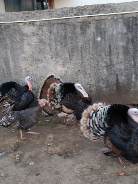 Ovos de perua galados