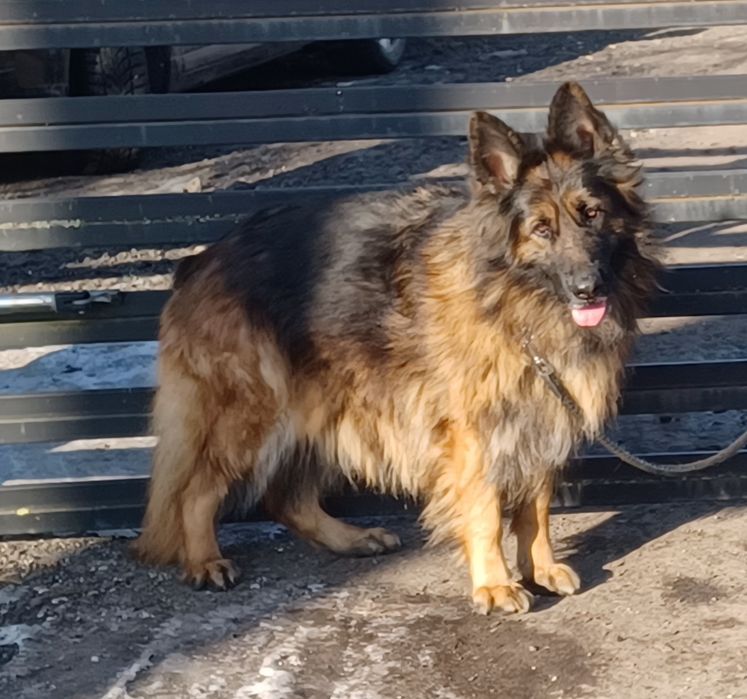 Oddam za darmo sunie owczarka niemieckiego