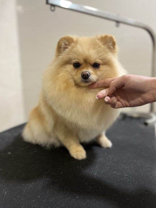 Груминг для животных