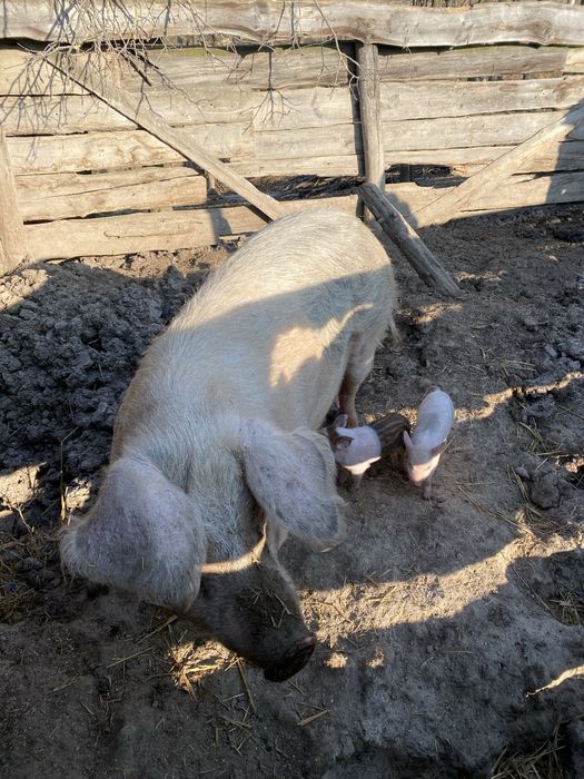 Поросяти льохи ландрас червонопояса