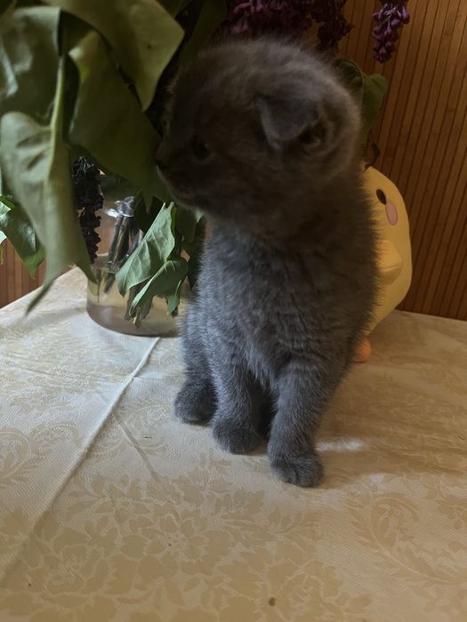 Котенок британец вислоухий