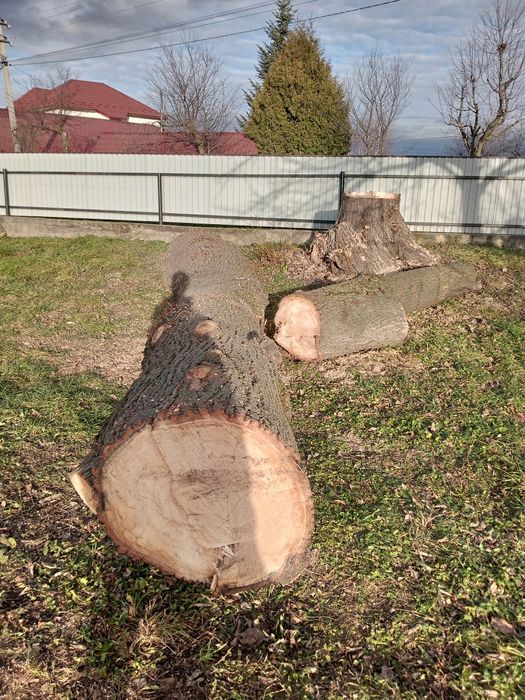 Продам стовбур липи