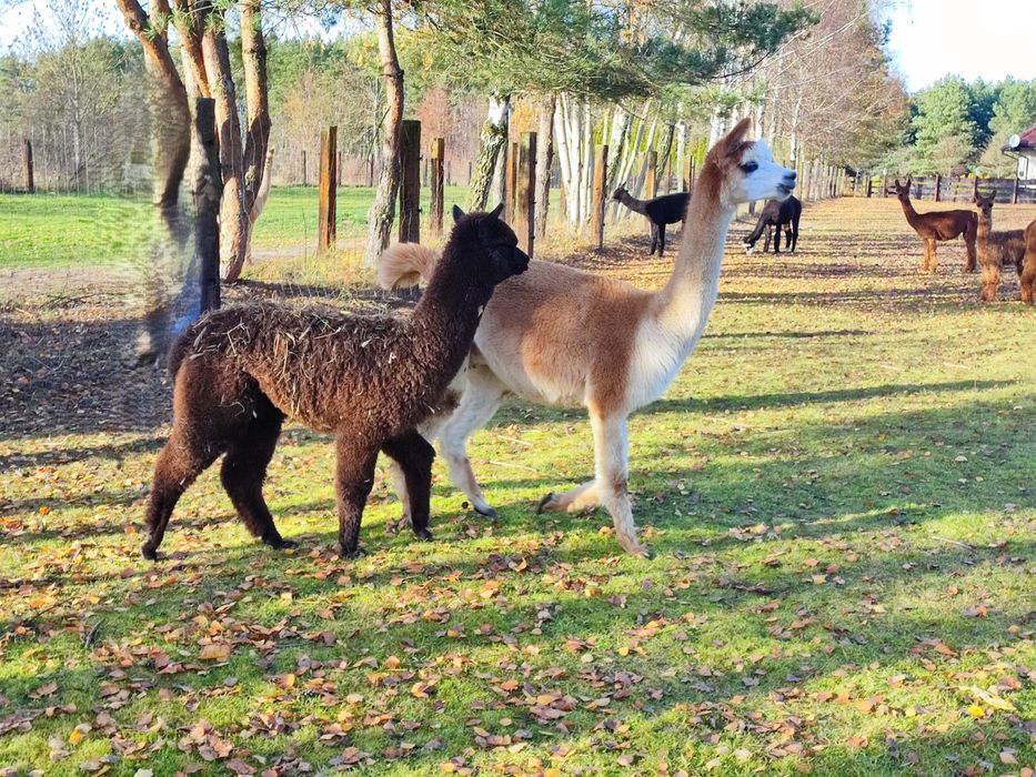 Samiec alpaka huacaya bay black
