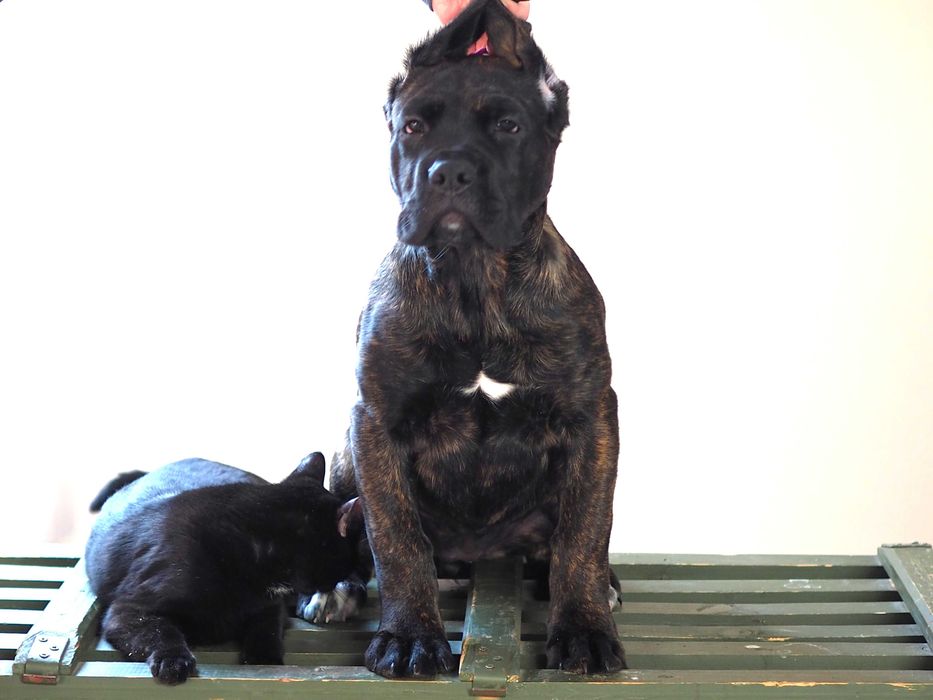 Cane Corso - suczka ZKwP/FCI