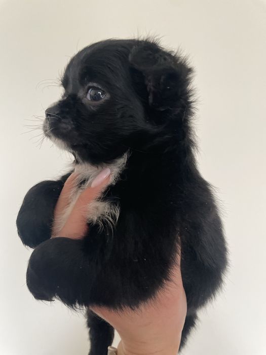Chihuahua    **śliczna**malutka**dziewczynka**