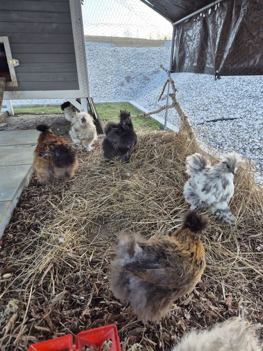 Jaja lęgowe silki  silka