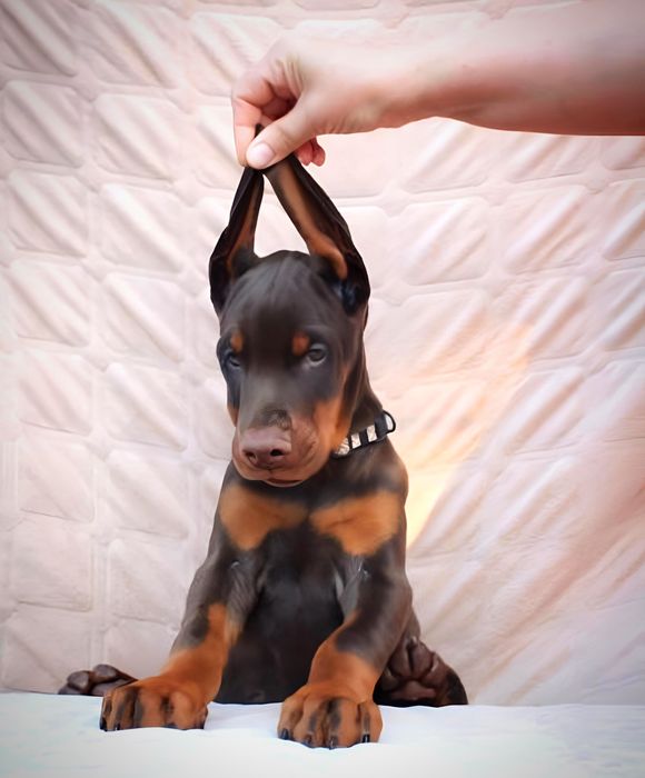 Щенки добермана, цуценята добермана, ТОП доберман, доставка, купировка