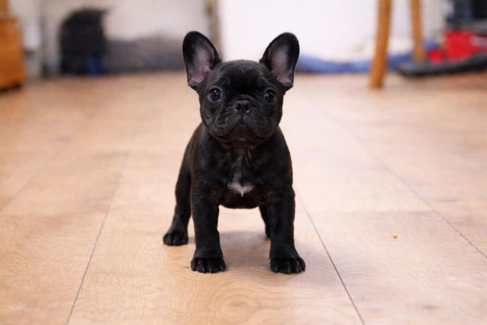 Buldog francuski chłopiec Dyzio pręgowany czarny