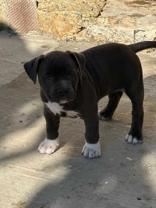 АСТ АМСАТФФ цуценя Щенки амстафф АСТ Стаффордширський тер'єр