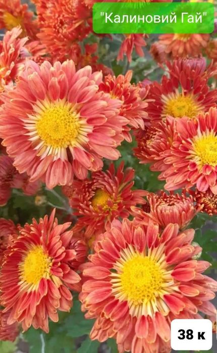 Набір з 6 кущів хризантем. Багаторічні квіти