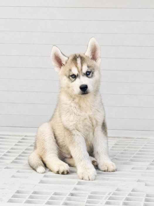 Husky siberiano CLop pedigree FCI