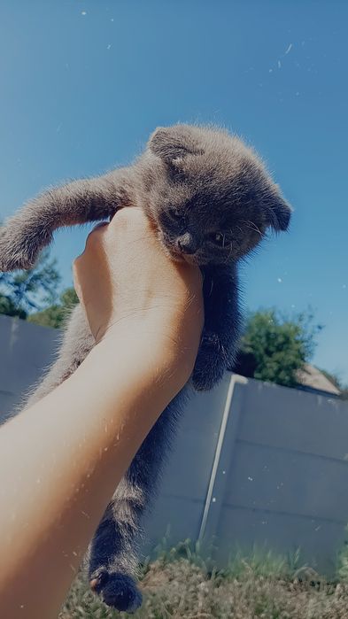 Продам шотландско весловухих котят чистокровные