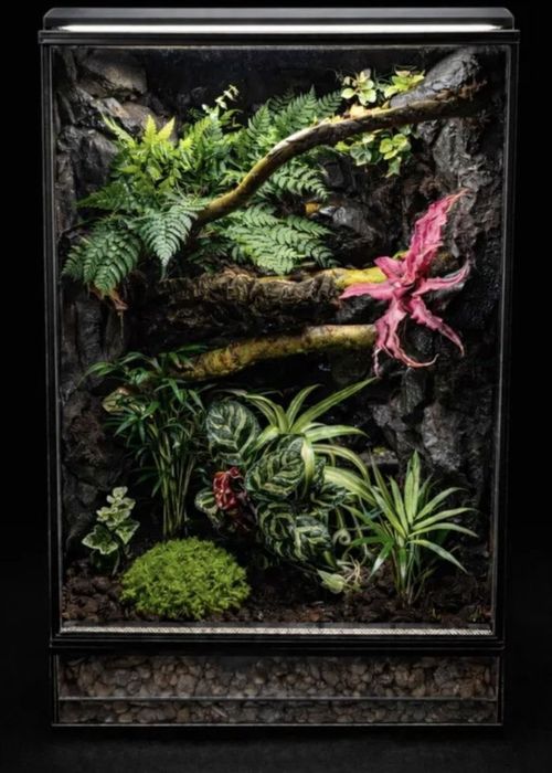 Terrarium tropikalne 40x40x60 gekon orzęsiony