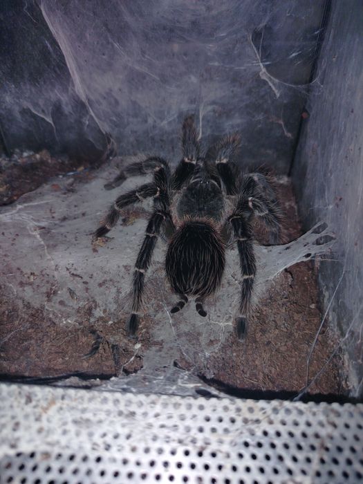 Ptasznik lasiodora parachybana + terarium