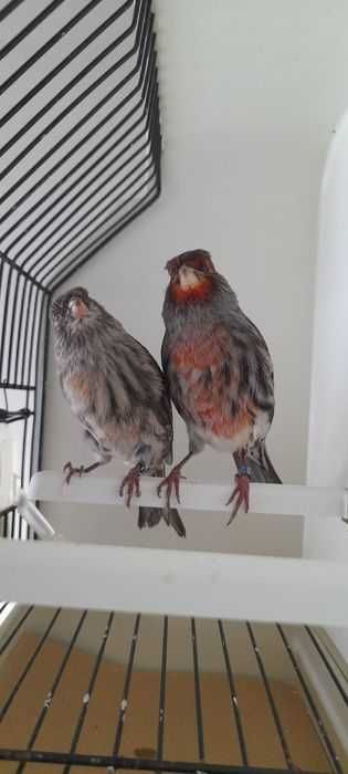 Casais de canários+ gaiola nova+alimentação